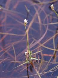 Image result for Isolepis
