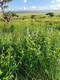 Image result for Crotalaria polysperma