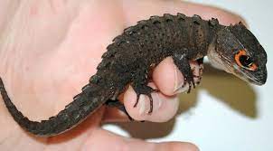 Omg I Want One Red Eye Crocodile Skink Crocodile Skink Red Eyed Crocodile Skink Reptile Room