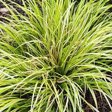 Maybe you would like to learn more about one of these? Golden Japanese Rush Acorus Gramineus Ogon Wetland Plants
