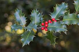 We did not find results for: Holly Tree Tree Surgeons Essex T H Tree Services Tree Care