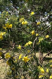 Image result for Cascabela thevetioides