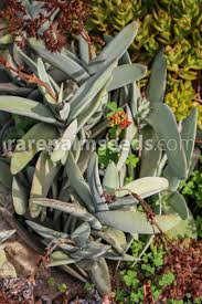 Image result for Crassula perfoliata