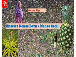 Salah satu hasil nyata adalah buah nenas ataupun sari buah nenas dalam kaleng. Khasiat Nenas Kecil Nenas Batu Youtube