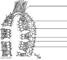 Pour at least 1/2 cup of light corn syrup into the bottle. Sponge Anatomy Zoology Biology Lessons Matter Worksheets