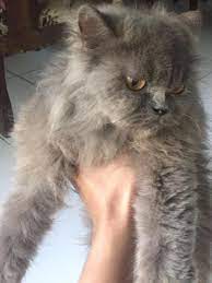 Arsip kucing persia medium abu abu betina bantul kab hewan gambar membelai anak kucing binatang menyusui beristirahat kucing abu puas hewan foto gratis di pixabay jual kaos kucing persia cat s gaze abu abu 3xl kota bandung abu abu tikus bentuk tidur untuk kucing anjing kecil tidur gua. Kucing Persia Himalaya Abu Serba Serbi Others Di Carousell
