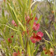 Image result for Dodonaea viscosa