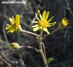 Image result for Senecio auriculatissimus