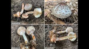 Garten Safranschirmling Gerandetknolliger Safranschirmling Chlorophyllum Brunneum Youtube