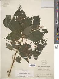 Image result for Laportea alatipes