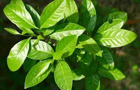 Pohon berukuran sedang, mencapai tinggi 30 m dan gemang 60 cm. Daun Salam Bay Leaf Benefit For Health