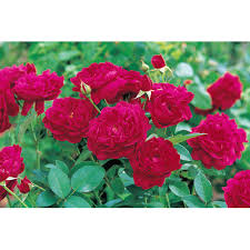Lots of your standard beautiful citrus, plus dwarfs and finger limes, avocado, mango, dwarf mulberry and jack fruit trees. Garden Rose Plant At Rs 35 Piece Rose Tree Id 14661767112