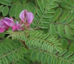 Image result for Indigofera melanadenia