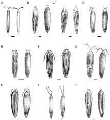 Image result for Cleistachne sorghoides