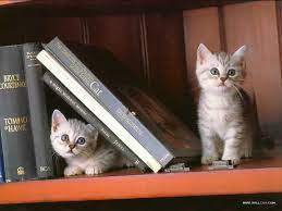 24 Photos That Prove Cats Take Better Bookshelfies Than Humans Cats Cat Books Funny Cats