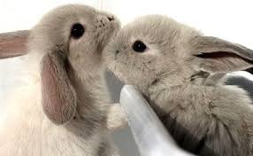 coniglietti che si annusano e leccano a vicenda