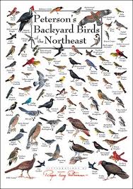 Northeast Backyard Birds Chart Bird Identification Wild