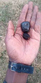 Image result for Vitex mombassae