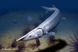 Sturgeons predate many fish species sturgeon and paddlefish are harvested for their meat and roe (fish eggs), which is then processed. 300 Million Year Old Fish Resembles A Sturgeon But Took A Different Evolutionary Path Penn Today