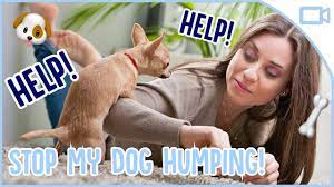 Be.chewy.com has been visited by 100k+ users in the past month How To Stop Your Dog Humping Youtube