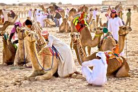 Photos, address, and phone number, opening hours, photos, and user reviews on yandex.maps. Qatar Al Shahaniya Camel Race Finish Line Kai Henrik Barth Photography