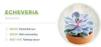 We did not find results for: 21 Small Indoor Plants For Apartment Living Proflowers