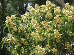 File Starr 070205 4082 Acacia Koa2 Jpg Native Nurseries Koa Flower Field