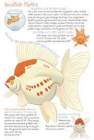 Arwen Savage Goldfish Myths Are Embedded In Our Culture Here S Ryukin Goldfish Goldfish Pet Fish