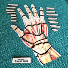Image result for Hand Anatomy