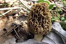 Stories of success and failures, of battling nature's elements, the trials and tribulations, mixed with the agony of defeat and heart warming adventures. Morel Mushroom Hunting Tips Bass Pro Shops