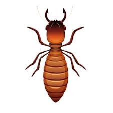 Over the time it has been ranked as high as 764 699 in the world, while most of its traffic comes from india, where it reached as high as 76 381 position. Termite Control Services In Kolkata Delhi Bangalore