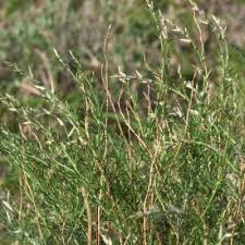 Image result for Sericorema remotiflora