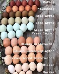 17 Best Chicken Egg Colors Images Chicken Eggs Chickens