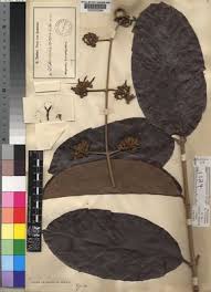 Image result for Dictyophleba lucida