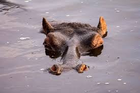 Image result for Hippocratea africana