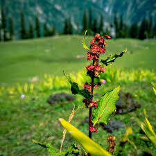 Image result for Rumex nepalensis