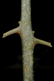 Image result for Clerodendrum capitatum