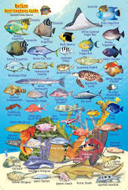 Belize Maps Dive Fish Id Cards Fish Ocean Creatures