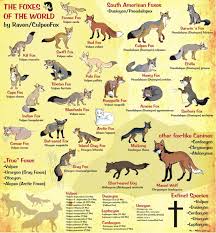 A Fun Fox Species Chart Fox Species Fox Breeds Pet Fox