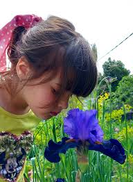 Grocka, Irises and daylilies. Stojanović Gordana
