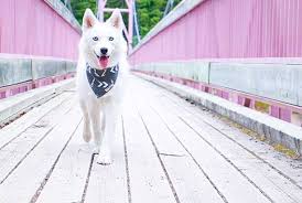 29 la compagnie des animaux code promo sur lacompagniedesanimaux.com en janvier 2021 et économiser jusqu'à 50%. Offre Lapsa Ce Lapsa