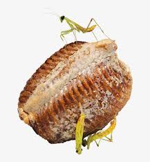 Many friends used their free choice time to explore the after she finished sketching the egg case, she went over to our praying mantis books and grabbed a few for reference. Chinese Praying Mantis Egg Case Mantis Free Transparent Png Download Pngkey