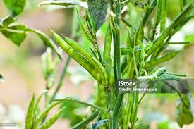 Image result for Cyamopsis