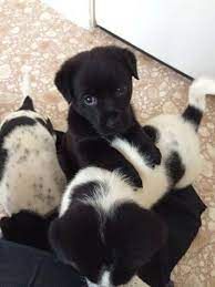 I Was Told I Needed To Submit This To Reddit Because It Was Too Cute To Keep To Myself So Reddit Meet This Puppy For Adoption Where My Sister Lives Cute