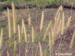 Image result for Cenchrus polystachios