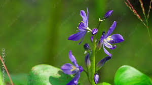 Image result for Monochoria