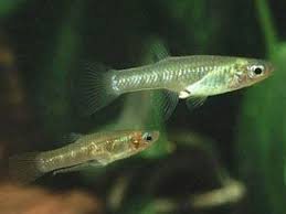 Girardinus Falcatus Tropical Fresh Water Bred This Species