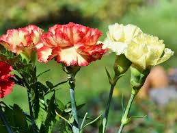 Check spelling or type a new query. List Of 300 Flower Names A To Z With Images Florgeous