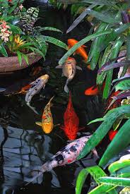 Maybe you would like to learn more about one of these? Koi Pond Painting Photograph By Nancy Mueller