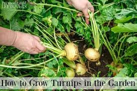 These Tips On How To Grow Turnips Include How To Plant Turnip Seeds How To Care For Turnips And How To Harvest Turnips Turnip Seeds Growing
